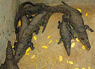 Life Crocodile Aswan Nile