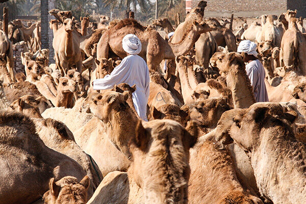 Camelmarket_2697