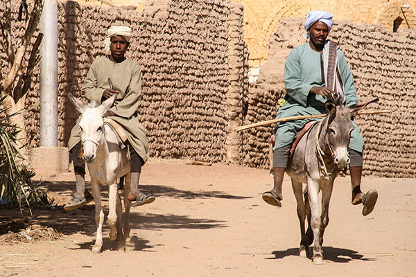 Aswan-Donkeys_2784
