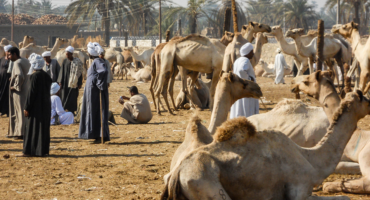 Camelmarkt in Daraw