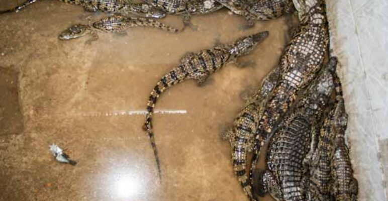 Aligator_2864 Aligator_2864