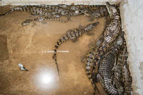 Aligator_2864