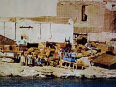 Animalia_Nubia-immigration
