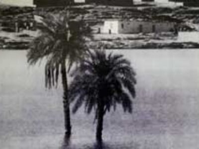 Animalia_Old-Palmtrees
