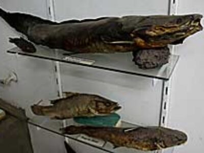 Animalia_fish-UpperEgypt