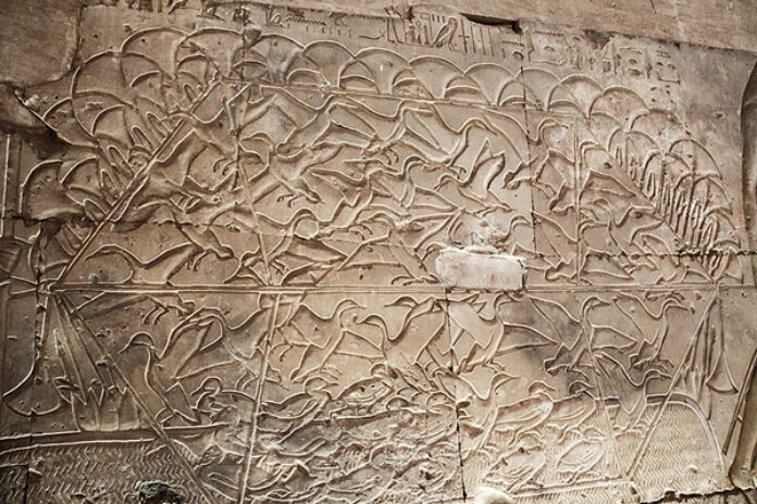 Birds-Abydos_6250