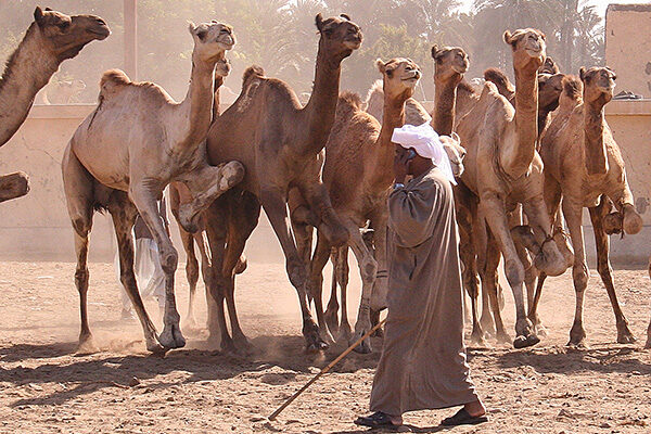 Camelmarket_6101
