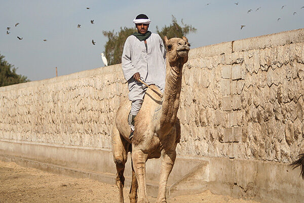 Camelmarket_6118