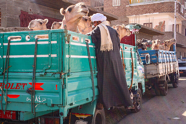 Camelmarket_6169