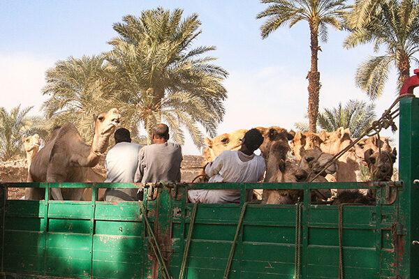 Camelmarket_6170