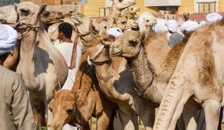 Camelmarket_DSCN0322