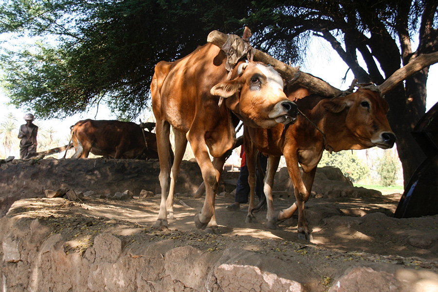 Cows_4057 Cows_4057