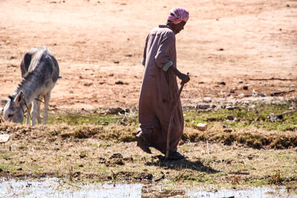Donkey_Gharb-Aswan_4007.JPG