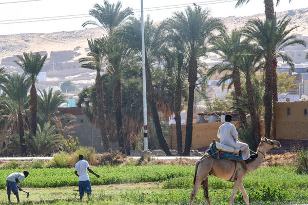 Gharb-Aswan_4061