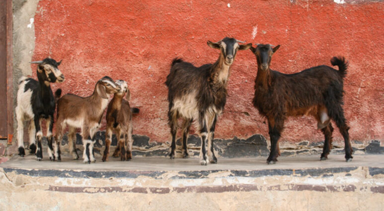 Goats_2873 Goats_2873