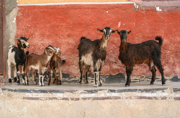 Goats_2873