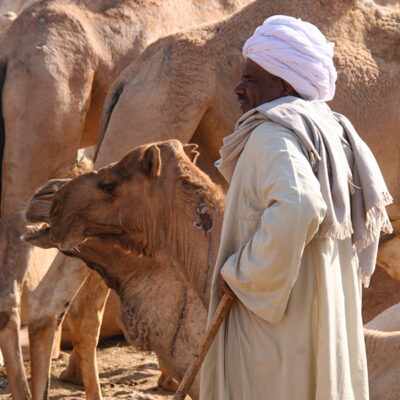 camelmarket_2669