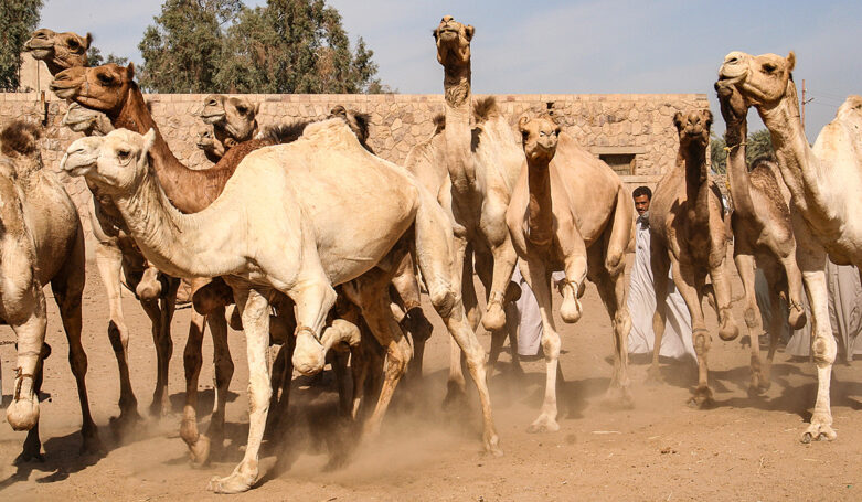 camelmarket_6076