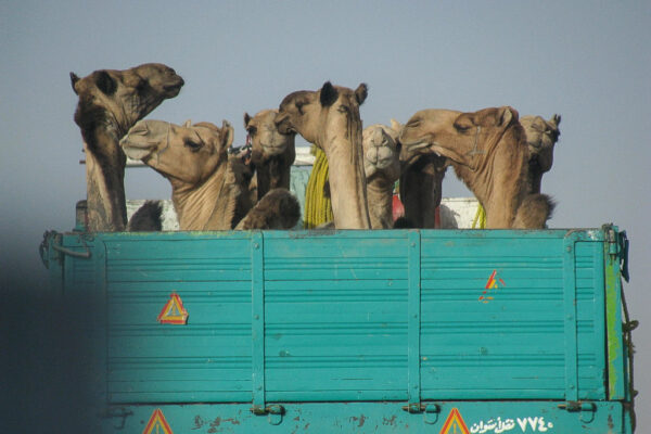 transfer_camels_600x400